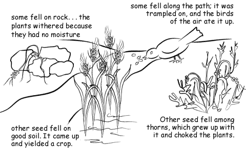 parable of the sower thorns